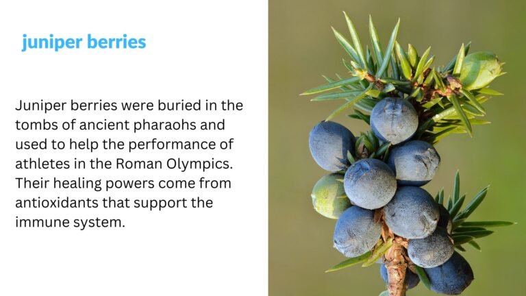 Juniper Berries