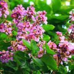 Banaba leaf of glycobalance review-min