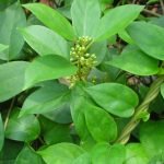 Gymnema_sylvestre for glycobalance benefit