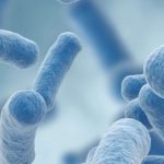 Lactobacillus gasseri