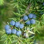 juniper-berries