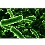 lactobacillus-fermentum