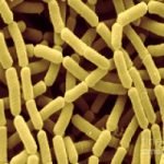 lactobacillus-rhamnosus-leanbiome ingredients