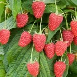 raspberry for qshield