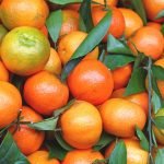 vitamin c qshield ingredients