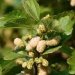 white-mulberry-for glycobalance