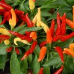 capsicum-annuum-fruit