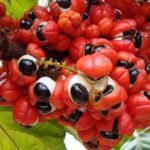 Guarana