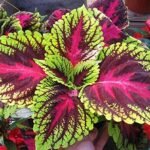 Coleus