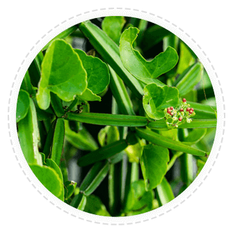 prostaclear ingredients-Cissus Quadrangularis
