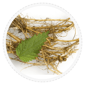 prostaclear ingredients-Nettle Root