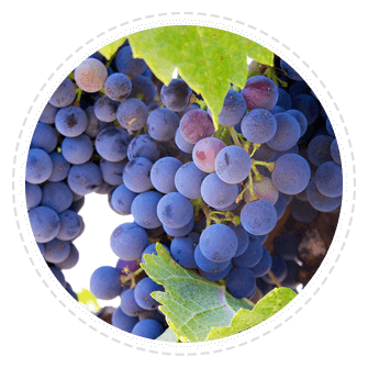 prostaclear ingredients-Resveratrol