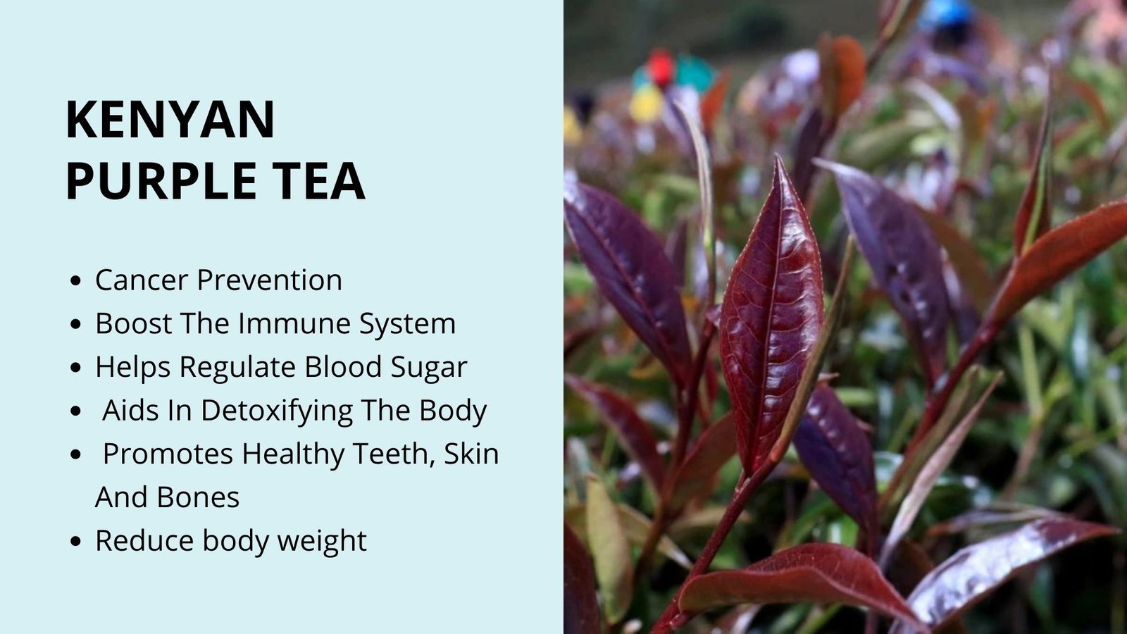 Kanyan purple tea