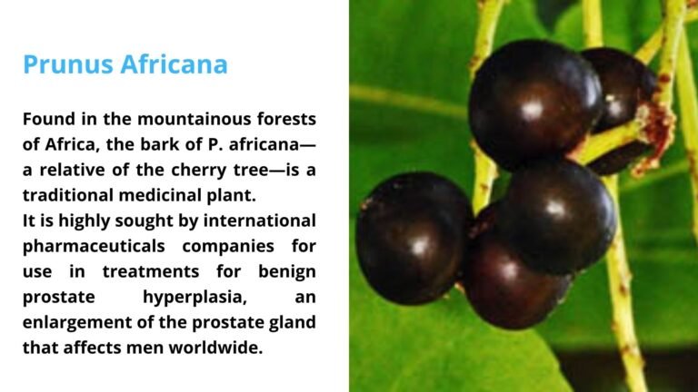 Gorilla Cherry (Prunus Africana)