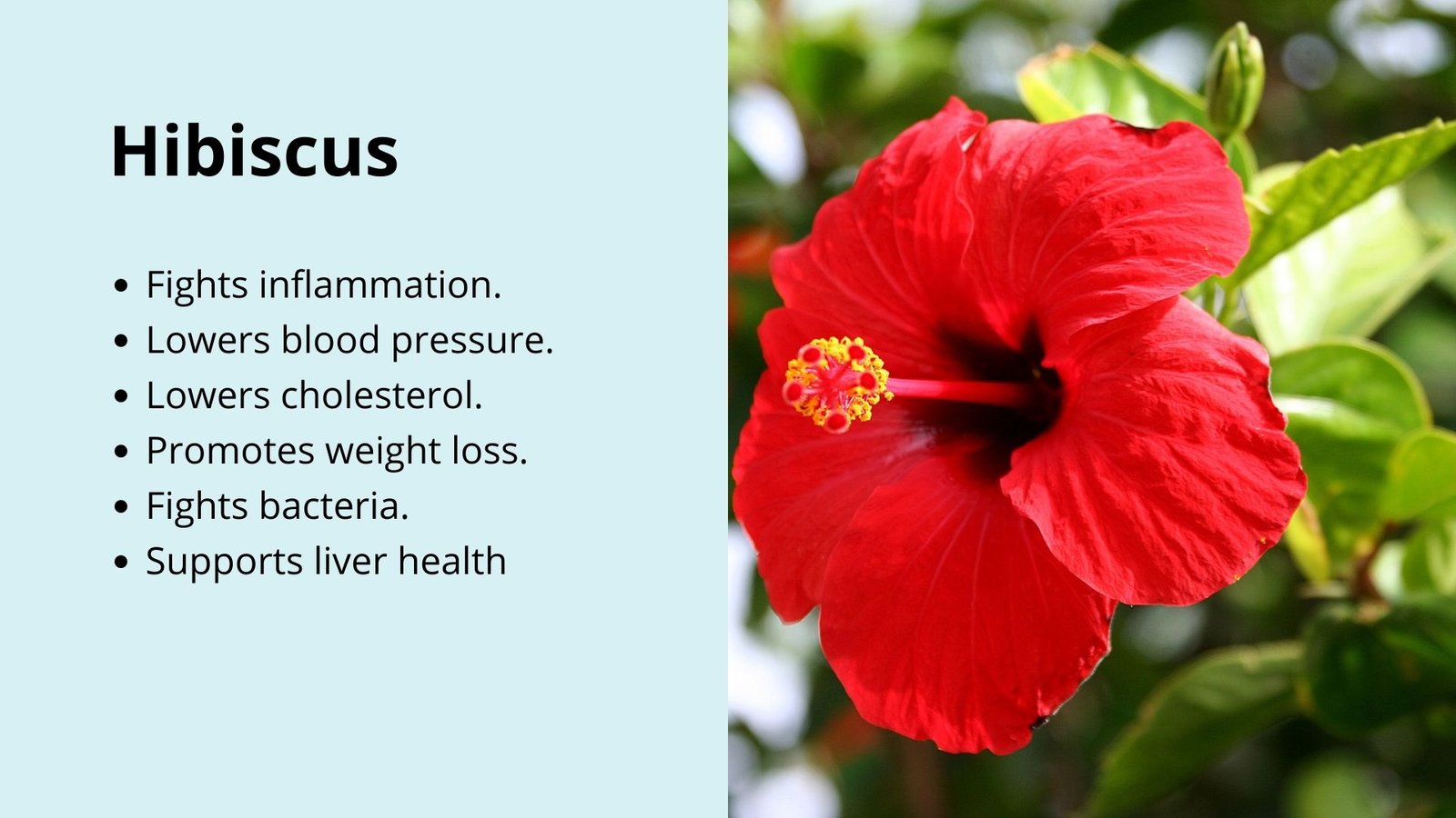 Hibiscus