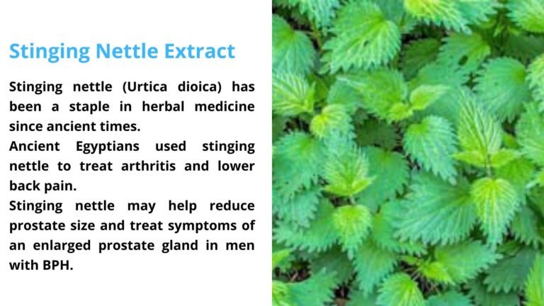 Stinging Nettle Extract