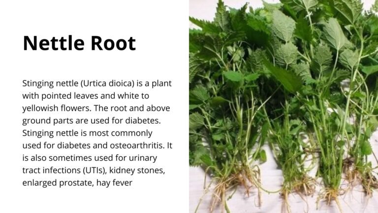 Nettle Root