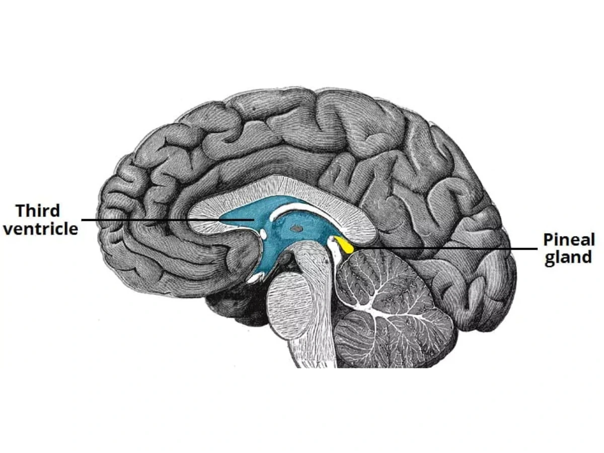 Brain Health and Memory Support